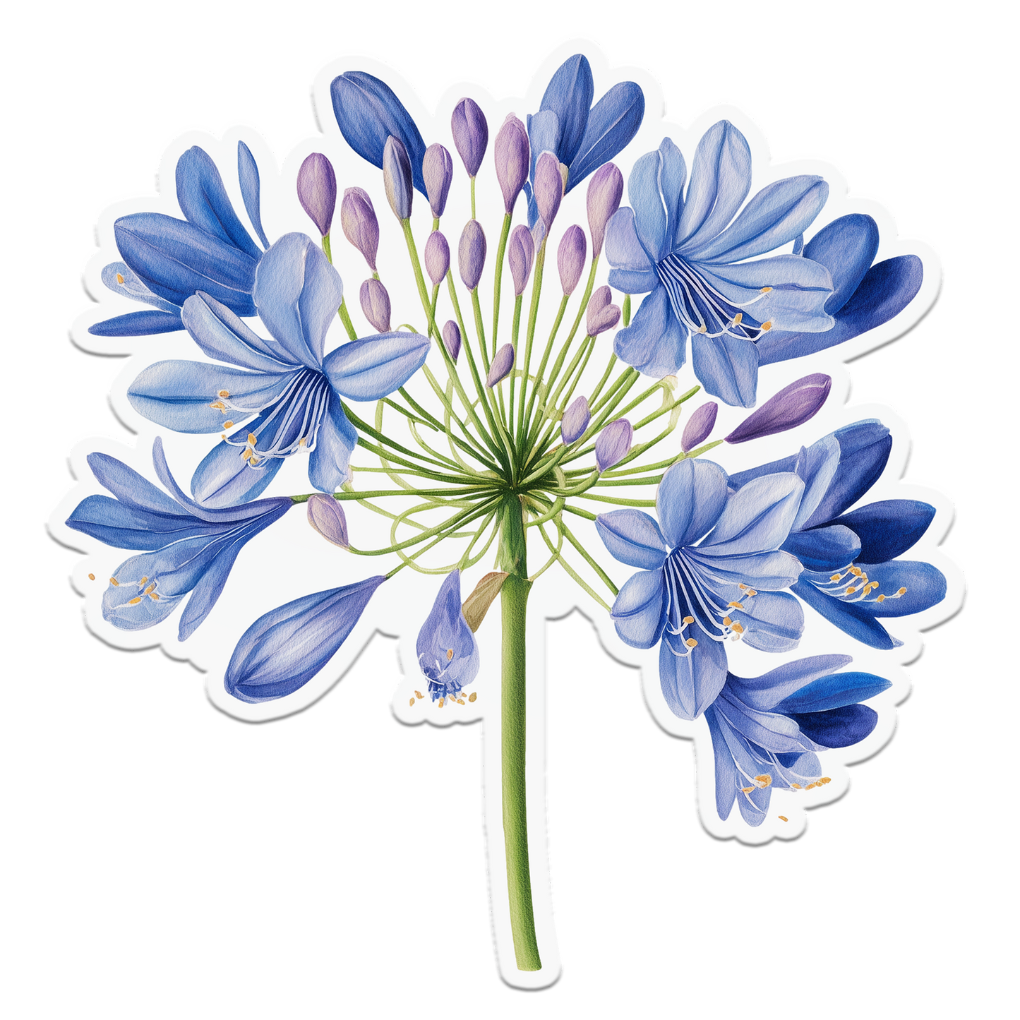 Agapanthus Drift Botanical Seaside Coastal Postcard Notecard