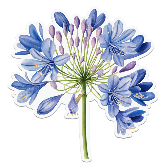 Agapanthus Drift Botanical Seaside Coastal Postcard Notecard