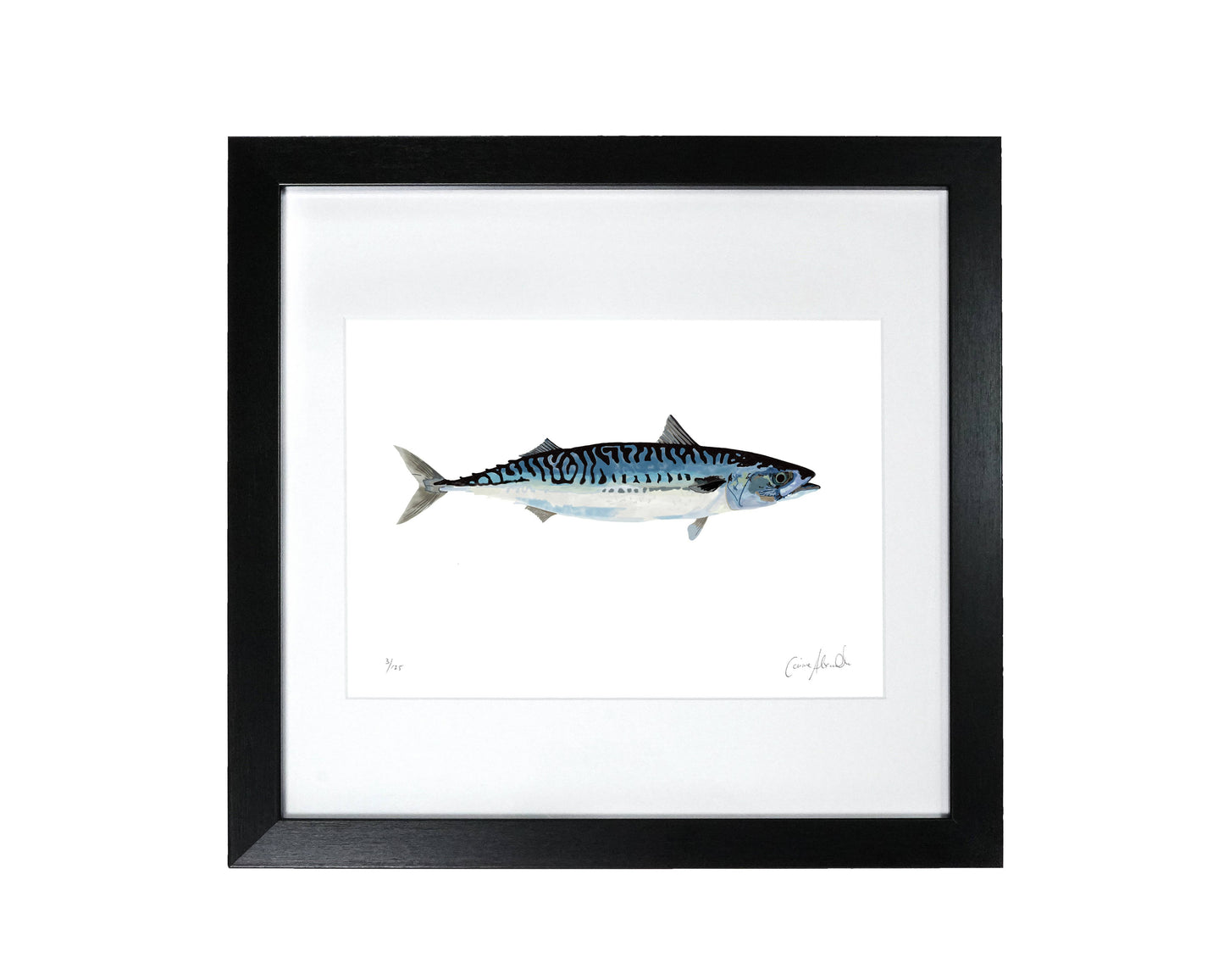 Mackerel Illustration - Framed Print - Bathroom/Kitchen Art