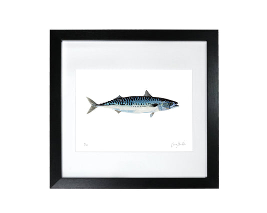 Mackerel Illustration - Framed Print - Bathroom/Kitchen Art