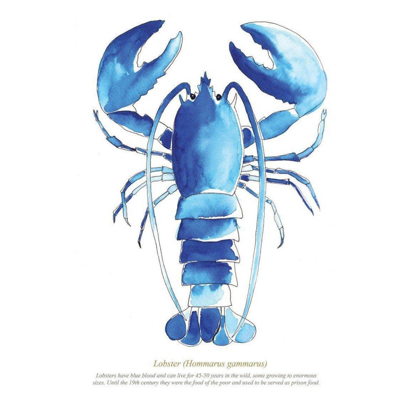 Lobster Watercolour Print