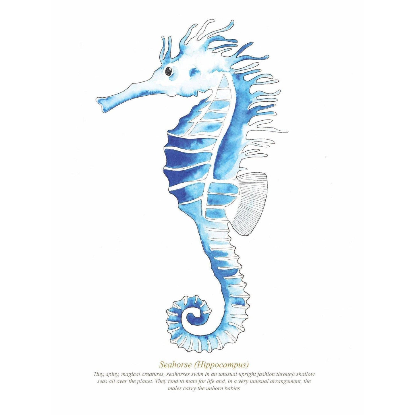 Seahorse Watercolour Print
