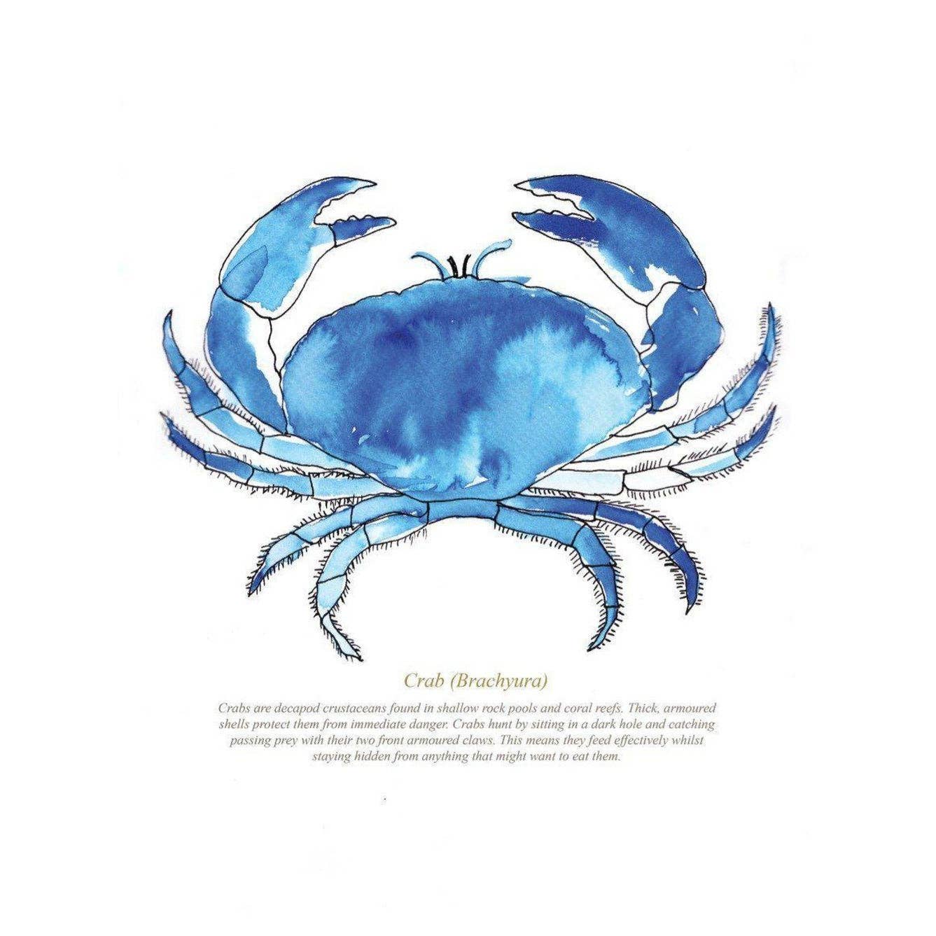 Crab Watercolour Print