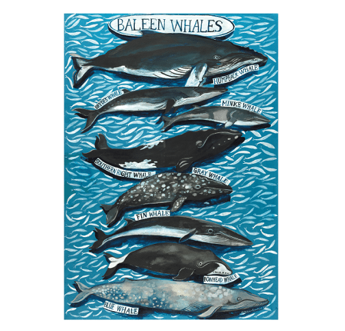 Baleen Whales Poster Print