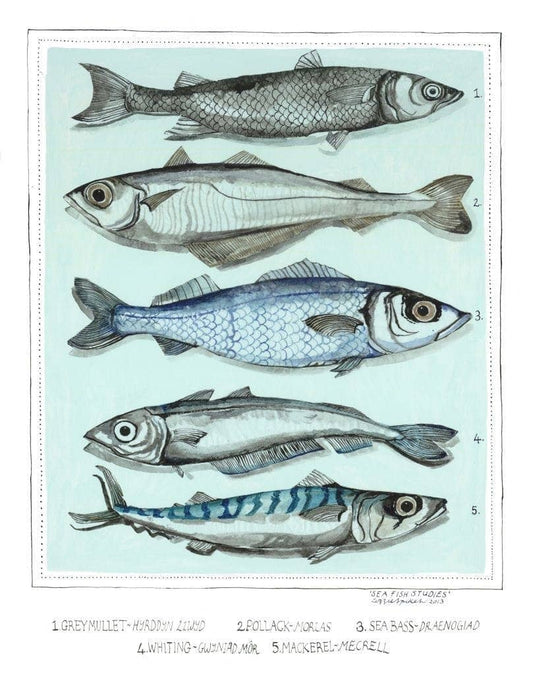 Sea Fish Studies Poster Print